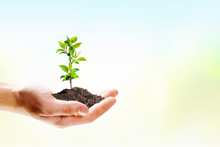 hand holding a plant