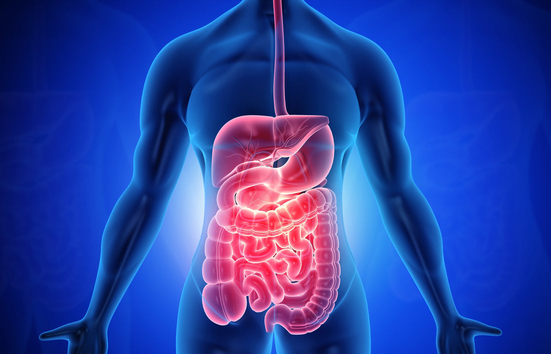 Why Maintaining Your Digestive Health is Important