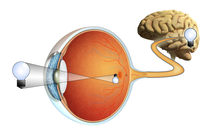 drawing of the inside of human eye