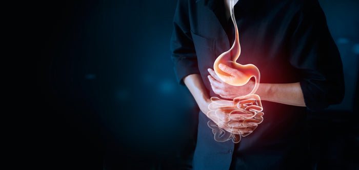 gut health digestive system probiotics prebiotics
