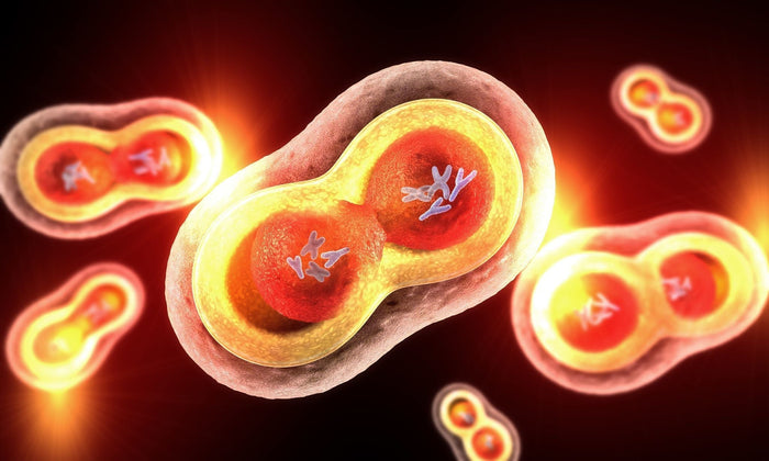 yellow and red cells