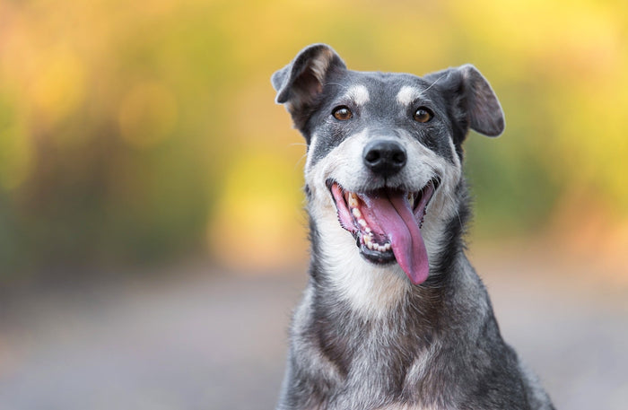 happy dog